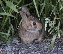 Sylvilagus floridanus