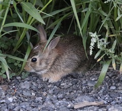 Sylvilagus floridanus
