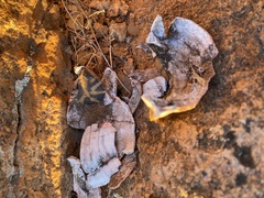 Psammobates tentorius trimeni