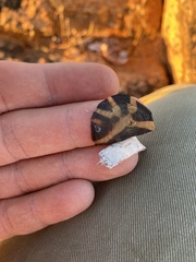 Psammobates tentorius trimeni