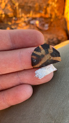 Psammobates tentorius trimeni