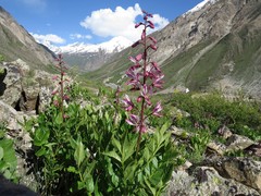 Dictamnus angustifolius