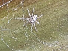 Dolomedes facetus