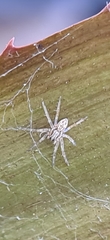 Dolomedes facetus