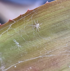 Dolomedes facetus