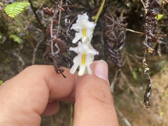 Utricularia asplundii