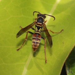 Polistes humilis synoecus