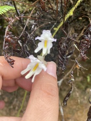 Utricularia asplundii