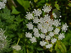 Ligusticopsis wallichiana