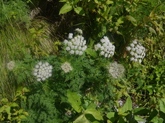 Ligusticopsis wallichiana