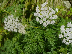 Ligusticopsis wallichiana
