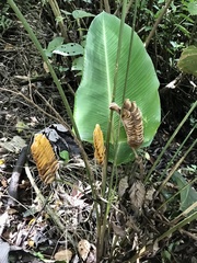 Calathea crotalifera image