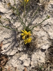 Gutierrezia sphaerocephala