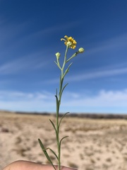Gutierrezia sphaerocephala