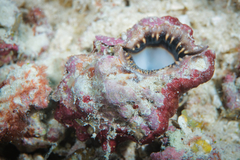 Bursa lamarckii