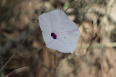 Ipomoea perpartita