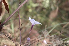 Ipomoea perpartita