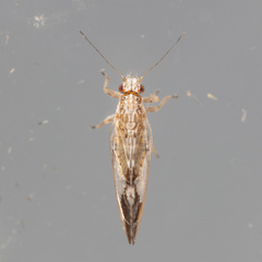 Leuronota maculata