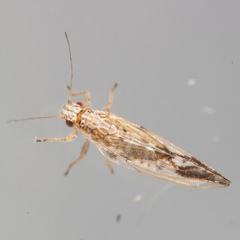 Leuronota maculata