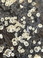 Orbiliales