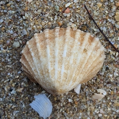 Tegillarca
