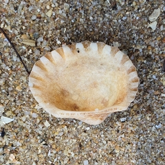 Tegillarca