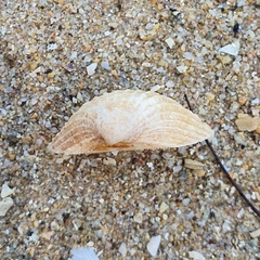 Tegillarca