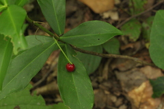 Daphne pontica