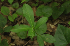 Daphne pontica