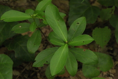 Daphne pontica