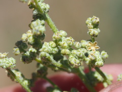 Chenopodium leptophyllum