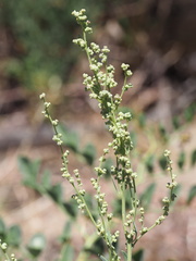 Chenopodium leptophyllum