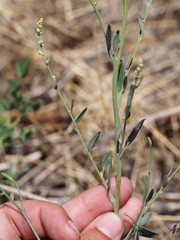 Chenopodium leptophyllum