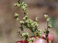 Chenopodium leptophyllum