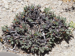 Eriogonum breedlovei shevockii