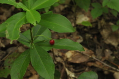 Daphne pontica