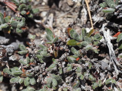 Eriogonum breedlovei shevockii
