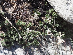 Eriogonum breedlovei shevockii