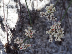 Eriogonum breedlovei shevockii