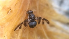 Dyscrasis hendeli