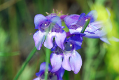 Penstemon leiophyllus