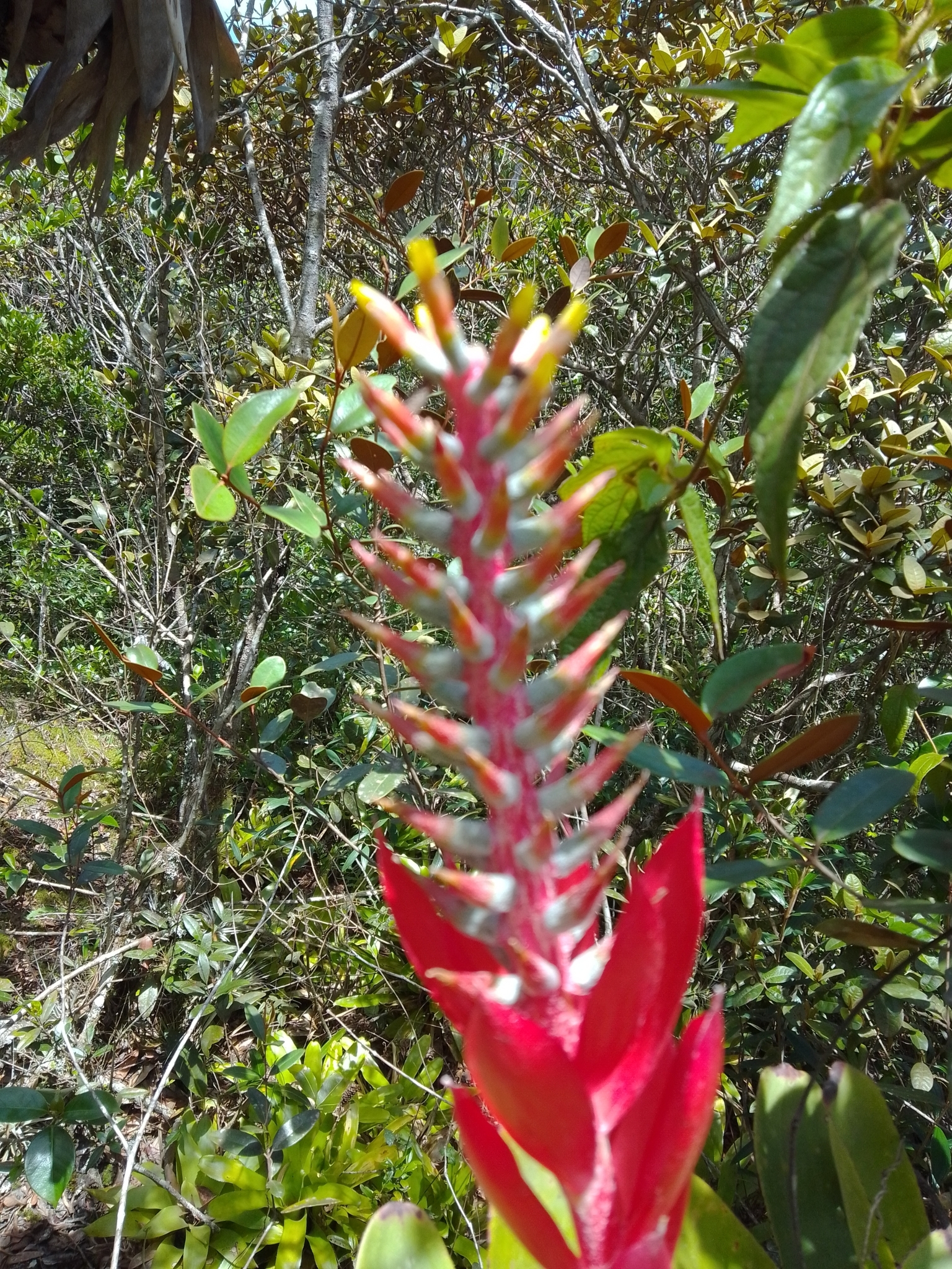 Aechmea nudicaulis