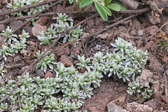 Antennaria rosulata