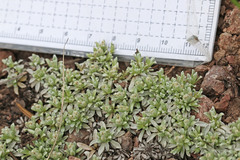 Antennaria rosulata