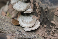Trametes orientalis