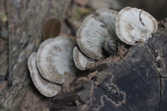 Trametes orientalis