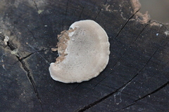 Trametes orientalis