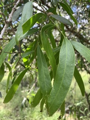 Acacia fasciculifera