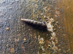 Oospira penangensis