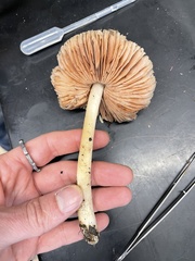 Pluteus primus